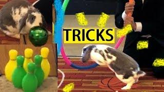 Amazing Bunny Tricks- The Gong Show- Advanced Rabbit Tricks