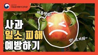 [#원예농업기술서비스] 사과 일소피해 예방하기ㅣ사과일소피해ㅣ사과연구소ㅣ