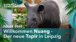 Neuer Tapir aus Dänemark im Zoo Leipzig (Folge 1090) | Elefant, Tiger & Co. | MDR