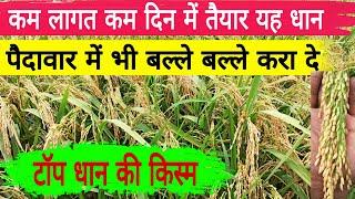 धान की pr126 किस्म। कम खर्च में अधिक उत्पादन ऐसे लें. top pr. paddy variety पूरी जानकारी