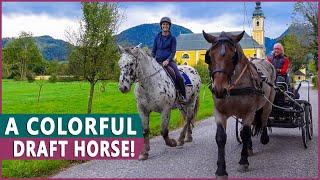 Equestrian Rides the Noriker Draft Horse!