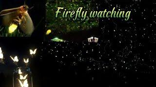 Firefly watching Puerto princesa city