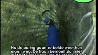 Pauw - Pavo cristatus Indian blue peacock calling