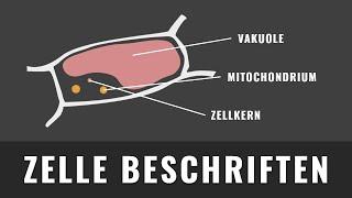 Zellorganellen | erkennen und beschriften | Mikroskopische Bilder | Elektronenmikroskopie