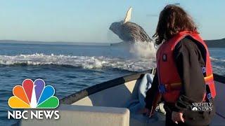 Father-Daughter Fishing Trip Turns Into Unexpected Whale-Watching Experience | NBC Nightly News