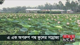 এ এক অপরুপ পদ্ম ফুলের সাম্রাজ্য ! | Lotus Flower | Somoy TV