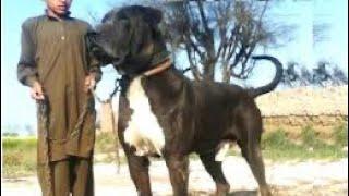 ŞAMPİYON BULLY KUTTA LAR VE 15 SAAT ARALIKSIZ UÇABİLEN GÜVERCİNLER PAKİSTAN VLOG