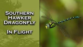 Southern Hawker Dragonfly In Flight Slow Motion