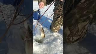Зубастая, клыкастая, жалко маленькая #рыбалка #селигер #щука