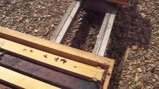 Beekeeping: How To Inspect A Honey Bee Hive