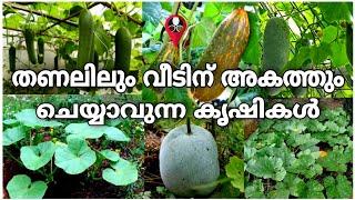വെയിൽ ആവശ്യമില്ലാത്ത പച്ചക്കറി കൃഷികൾ | No sunlight vegetable cultivation | Indoor krishi malayalam