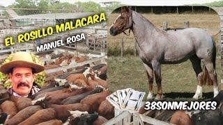 El Rosillo Malacara  | MANUEL  ROSA