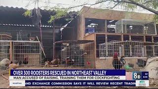 Metro finds 300 roosters, arrests man suspected as major player in cockfighting