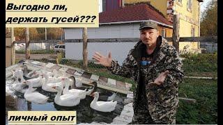 ВЫГОДНО ЛИ, ДЕРЖАТЬ ГУСЕЙ??? МОЙ ЛИЧНЫЙ ОПЫТ