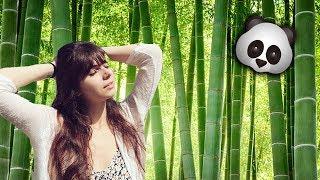 Exploring a Bamboo Forest!