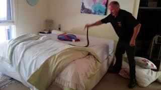 Snake man catches big deadly male Tiger Snake in a Warrandyte bedroom!