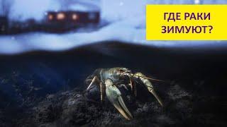 Где раки зимуют? Наталья Носова