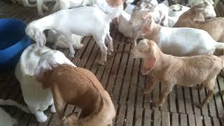 băm 2 loại cỏ nghiền cám cho dê - ù sáng nuôi dê