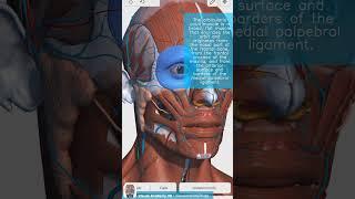 Visual Anatomy 3D - Facts about the orbicularis oculi muscle