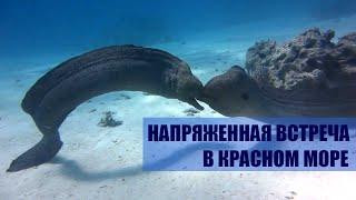 Напряженная встреча двух мурен The strained meeting of two moray eels