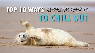 Top 10 Ways Animals Can Teach Us To Chill Out - NPL Showreel