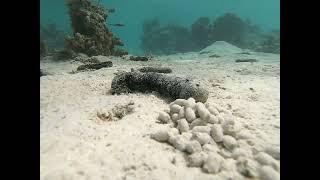 "Sea Cucumbers are the Roombas of the Ocean" © Cody Clements