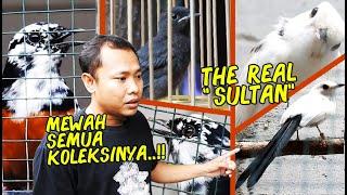 PULUHAN MURAI BATU SUPER LANGKA DITANGKARKAN DI SINI...AUTO NGILER LIHAT ISI KANDANGNYA !!