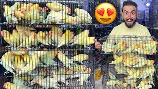 10 000 me 3 pair Mashallah new stock agaya | lovebirds | cocktail | fawn java | pied dove