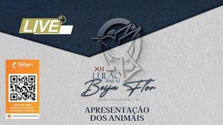 Live de Apresentação dos Animais Haras Beija-Flor