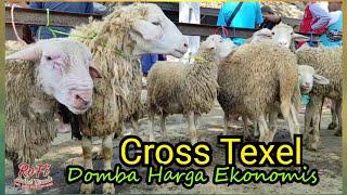 Domba Murah Harga Ekonomis. Pasar Glenmore Banyuwangi Jatim