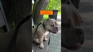 #americanbully #суперсобака #амбулли #собака #булли #собака #американскийбулли