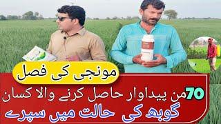 Monji ki 70 maund paidawar hasal krny k lia kon sy spray krin || rice cultivation