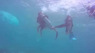 Kerry Daly Scuba Productions- Bahamas Reef with Oasis Reef Divers
