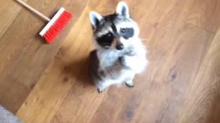 Funny Raccoon Videos  Keep Calm And Be A Raccoon [Funny Pet Media]