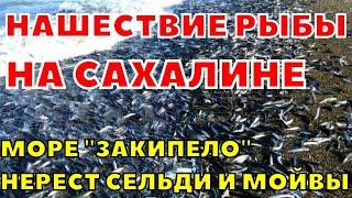На Сахалине на берег выбросило тонны сельди и мойвы. Нашествие рыбы на пляж в Томари 19 апреля 2023