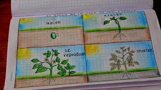 Dibujando el Ciclo de la vida de las Plantas