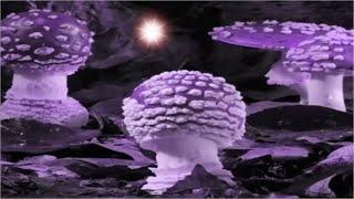 Coloured MUSHROOMS Timelapse happy Relaxation Music - Pilze Zeitraffer