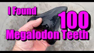 100 Megalodon Teeth Found Near Charleston South Carolina