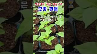 캐롤라이나 리퍼 부트 졸로키아 하바네로 모종이 얼마 남지 않았어요. #리퍼× #캐롤라이나 캐 #세상에서제일매운고추 상