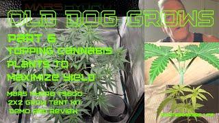 Old Dog Grows Part 6 Step by Step Guide to “Topping” your Cannabis Plants to Maximize Growth & Yield