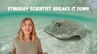 Are stingrays dangerous? (Plus 5 super-cool stingray facts)