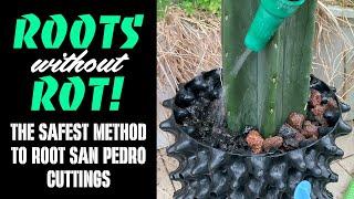 Roots Without Rot! The Safest Method to Root San Pedro Cuttings