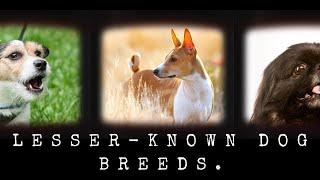 Lesser-Known Dog Breeds | Dog Instructor