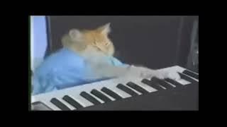 Keyboard Cat