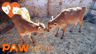 Baby Cows Love Their New, MOOvelous Life | PAWsitive 