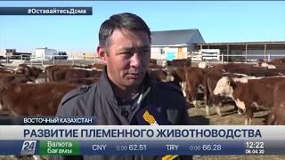 Фермеры ВКО увеличивают поголовье племенного скота