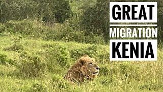 KENIA LA GRAN MIGRACIÓN 2024