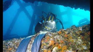 Saturation Diving: Manta Rays, night shift Caribbean & midwater Mexico