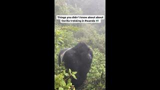 Things you didn’t know about gorilla trekking in Rwanda 