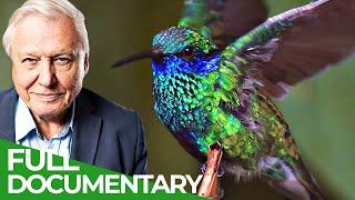 David Attenborough Presents: Hummingbirds - Jewelled Messengers | Free Documentary Nature